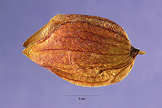 <i>Rhinanthus crista-galli</i> L. var. fallax (Wimm. & Grab.) Druce