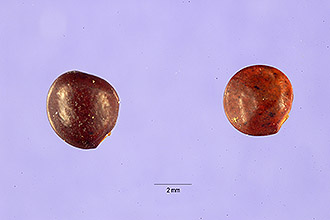 <i>Rhynchosia erecta</i> (Walter) DC.