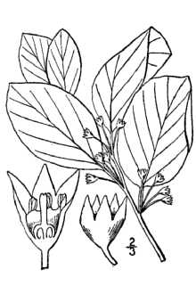 <i>Rhamnus frangula</i> L. var. angustifolia Loudon