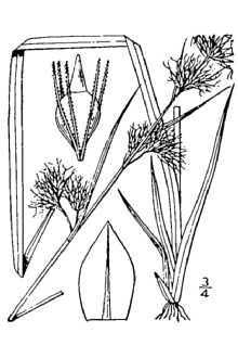<i>Rhynchospora glomerata</i> (L.) Vahl var. paniculata Chapm.