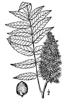 <i>Rhus glabra</i> L. var. occidentalis Torr.