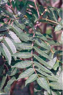 <i>Rhus calophylla</i> Greene