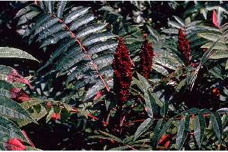 <i>Rhus calophylla</i> Greene