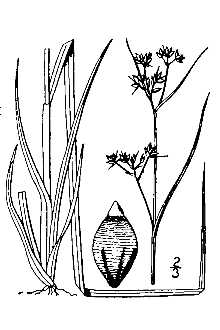 <i>Rhynchospora globularis</i> (Chapm.) Small var. recognita Gale