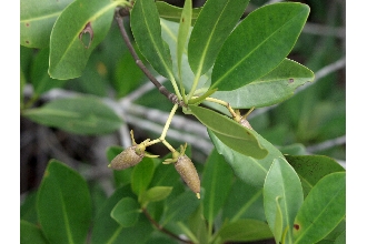 Red Mangrove