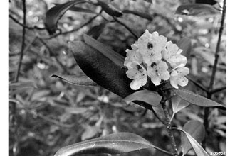 <i>Rhododendron ashleyi</i> Coker