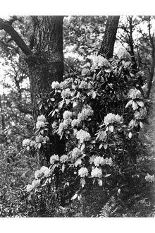 <i>Rhododendron ashleyi</i> Coker