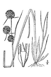 <i>Rhynchospora cephalantha</i> A. Gray var. microcephala (Britton) Kük.