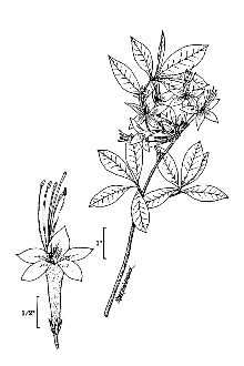 <i>Rhododendron periclymenoides</i> (Michx.) Shinners var. eglandulosum Seymour