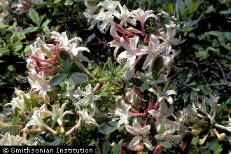 <i>Rhododendron roseum</i> (Loisel.) Rehder