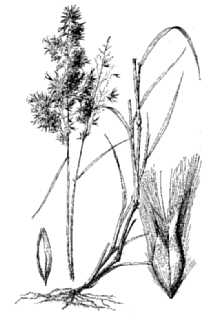 <i>Saccharum repens</i> Willd.