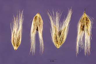 <i>Tricholaena repens</i> (Willd.) Hitchc.