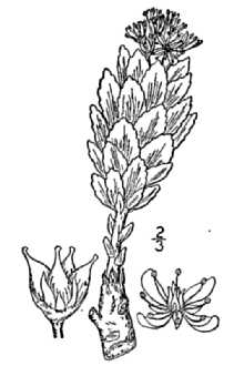 <i>Sedum rosea</i> (L.) Scop. var. roanense (Britton) A. Berger