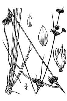 <i>Rhynchospora capillacea</i> Torr. var. leviseta E.J. Hill ex A. Gray