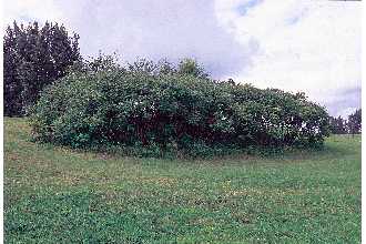 <i>Rhus typhina</i> L. var. laciniata Alph. Wood