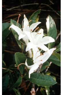 <i>Rhododendron viscosum</i> (L.) Torr. var. serrulatum (Small) H.E. Ahles