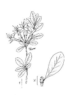 <i>Azalea serrulata</i> Small