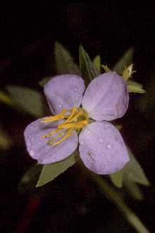 <i>Rhexia virginica</i> L. var. purshii (Spreng.) C.W. James
