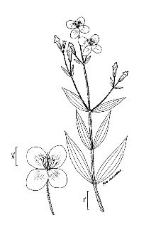 <i>Rhexia virginica</i> L. var. purshii (Spreng.) C.W. James