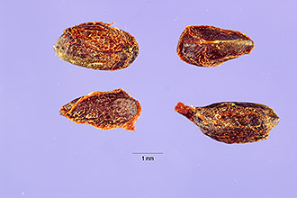 <i>Ribes cynosbati</i> L. var. glabratum Fernald