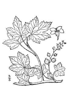 <i>Ribes prostratum</i> L'Hér.