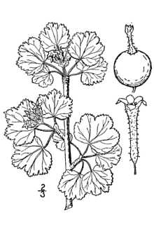 <i>Ribes cereum</i> Douglas var. inebrians (Lindl.) C.L. Hitchc.