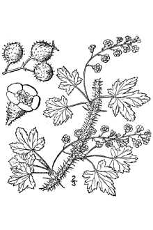 <i>Ribes oxycanthoides</i> L. var. lacustre Pers.