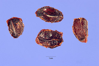 <i>Ribes oxycanthoides</i> L. var. lacustre Pers.