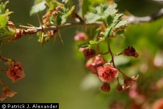 Gooseberry Currant