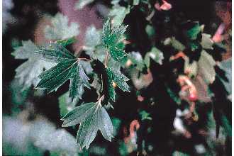 <i>Ribes odoratum</i> H. Wendl.