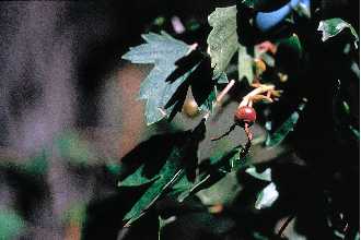 <i>Ribes odoratum</i> H. Wendl.