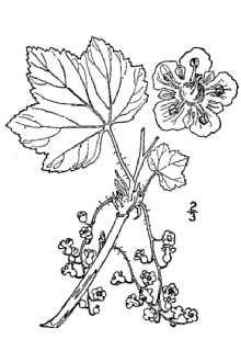 <i>Ribes triste</i> Pall. var. albinervium (Michx.) Fernald