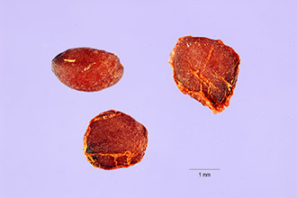 <i>Ribes rubrum</i> L. var. alaskanum (A. Berger) B. Boivin