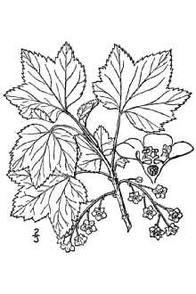 <i>Ribes sativum</i> Syme