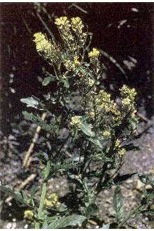 Curvepod Yellowcress