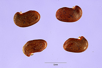 <i>Robinia neomexicana</i> A. Gray var. subvelutina (Rydb.) Kearney & Peebles