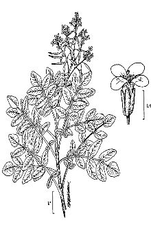<i>Nasturtium officinale</i> W.T. Aiton var. siifolium (Rchb.) W.D.J. Koch