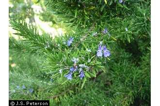 USDA Plants Database Plant Profile General