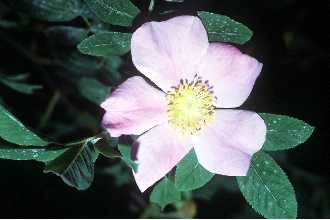 <i>Rosa palustris</i> Marshall var. dasistema (Raf.) Palmer & Steyerm.