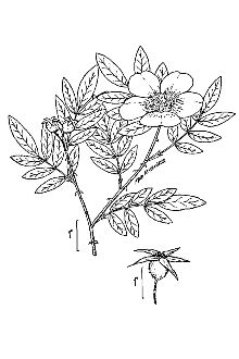 <i>Rosa lancifolia</i> Small