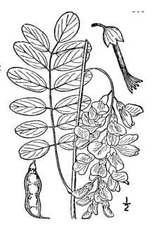 <i>Robinia pseudoacacia</i> L. var. pyramidalis Pepin