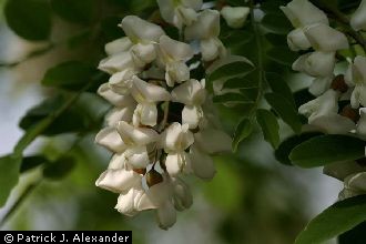 <i>Robinia pseudoacacia</i> L. var. rectissima (L.) Raber