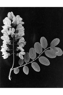 <i>Robinia pseudoacacia</i> L. var. pyramidalis Pepin