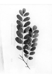 <i>Robinia pseudoacacia</i> L. f. inermis (Mirb.) Rehder