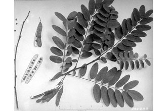 <i>Robinia pseudoacacia</i> L. f. inermis (Mirb.) Rehder