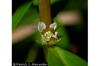 <i>Rotala ramosior</i> (L.) Koehne var. typica Fernald & Grisc.