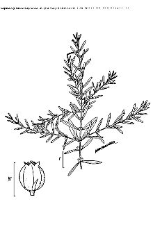 <i>Rotala ramosior</i> (L.) Koehne var. typica Fernald & Grisc.