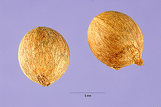 <i>Roystonea floridana</i> O.F. Cook