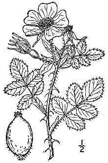 <i>Rosa eglanteria</i> L., nom. utique rej.