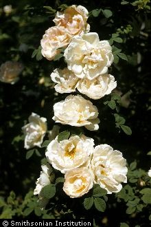 <i>Rosa pimpinellifolia</i> L.